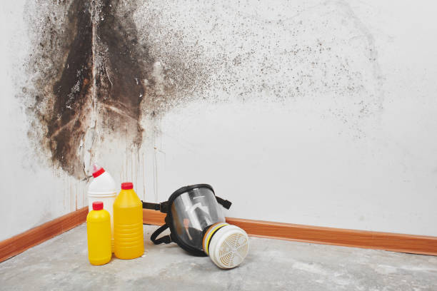 Best Mold Testing  in Silver Spring, MD
