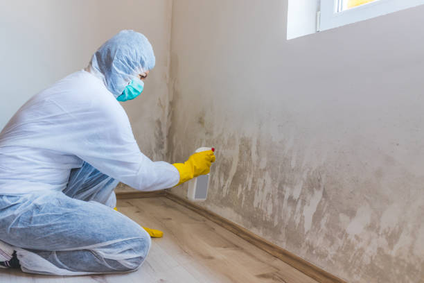 Attic Mold Removal in Silver Spring, MD