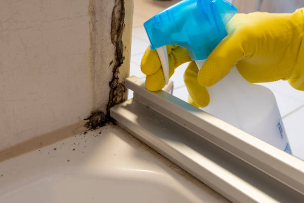 Best Mold Cleaning Services  in Silver Spring, MD