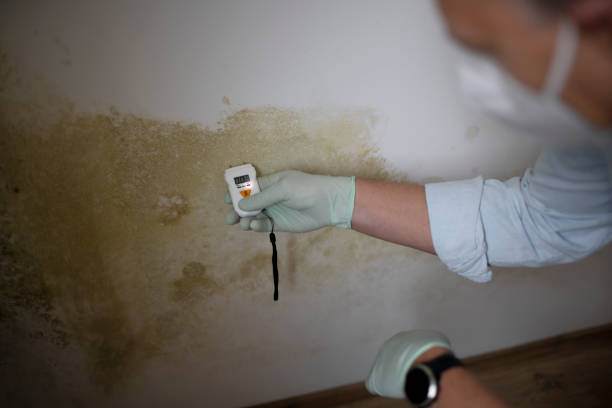 Best Mold Removal Company Near Me  in Silver Spring, MD