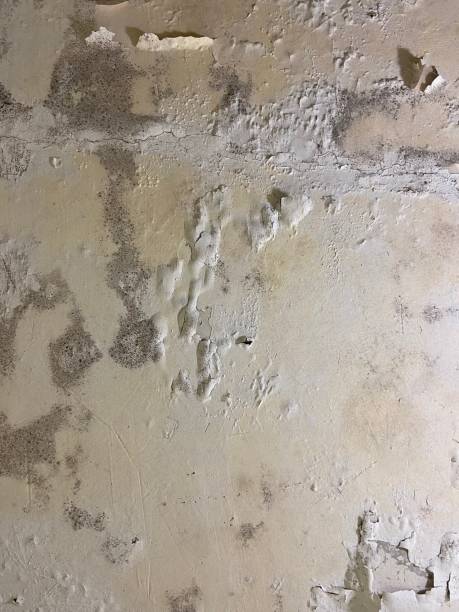 Best Mold Removal Company Near Me  in Silver Spring, MD