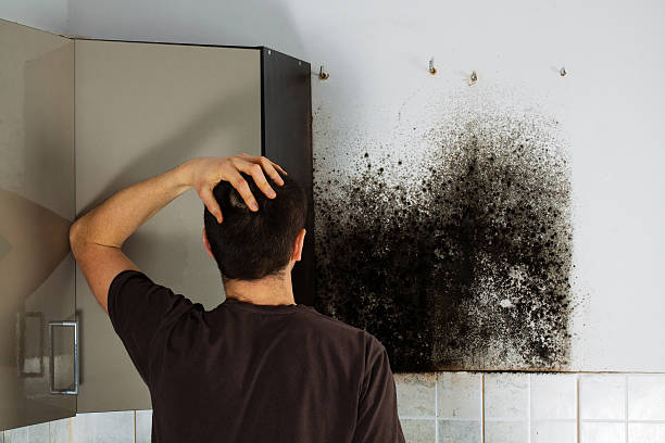 Professional Mold Removal in Silver Spring, MD