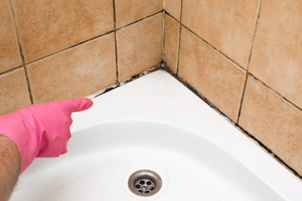 Best Mold Removal Near Me  in Silver Spring, MD